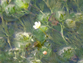 ミシマバイカモの花