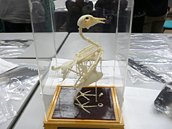 展示物１：骨格標本‥鳥の骨は軽くできていて飛ぶのに適している