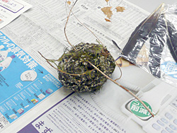展示物２：エナガの巣：クモの巣などで作る