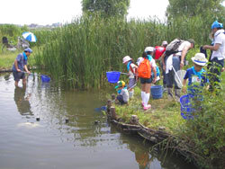 タモ網による生きもの採取（ワンド）