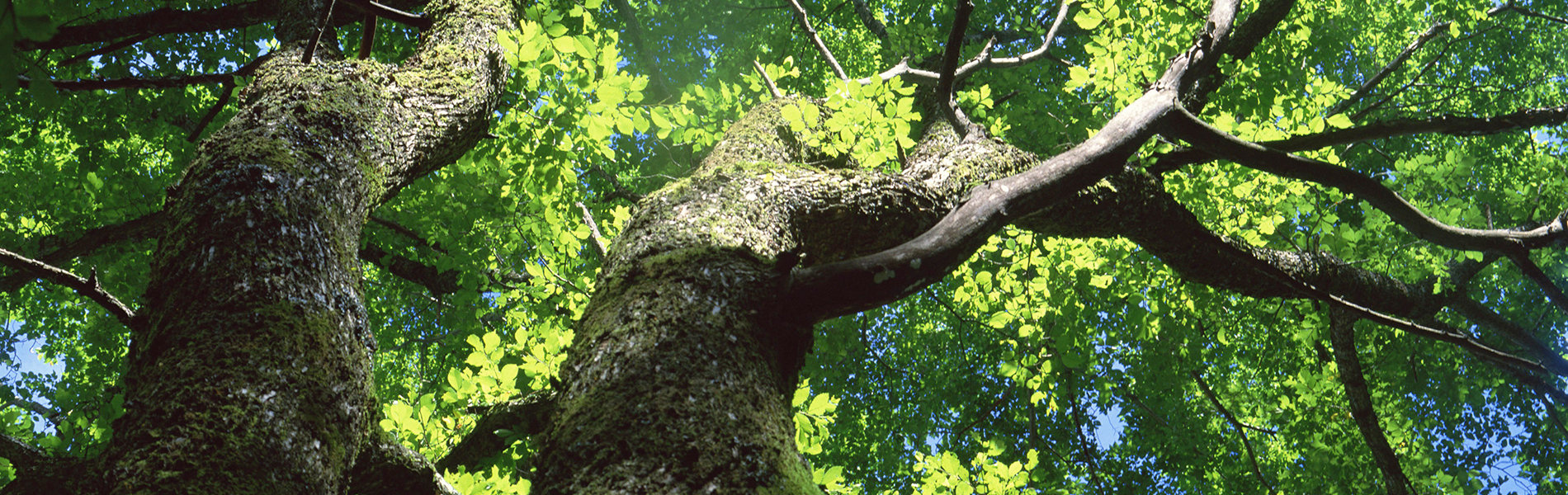 奨学金支給事業